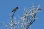 13JoshuaTree - 21
